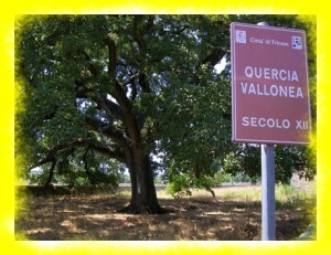 Quercia-Vallonea-tricase1